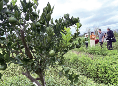 城市“綠心”煥發(fā)新生機